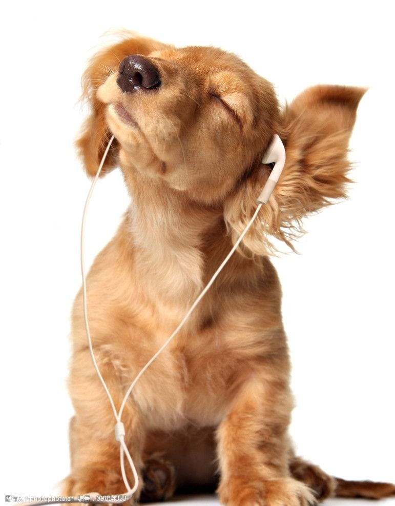 听音乐的狗狗图片素材