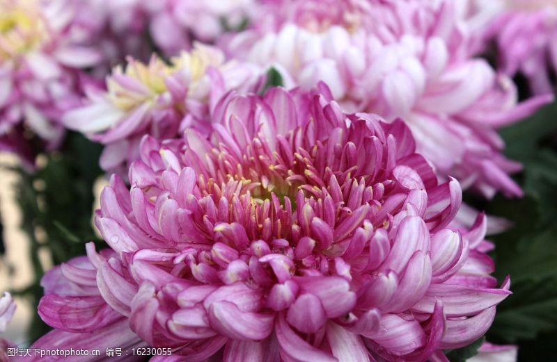 粉色系列菊花图片