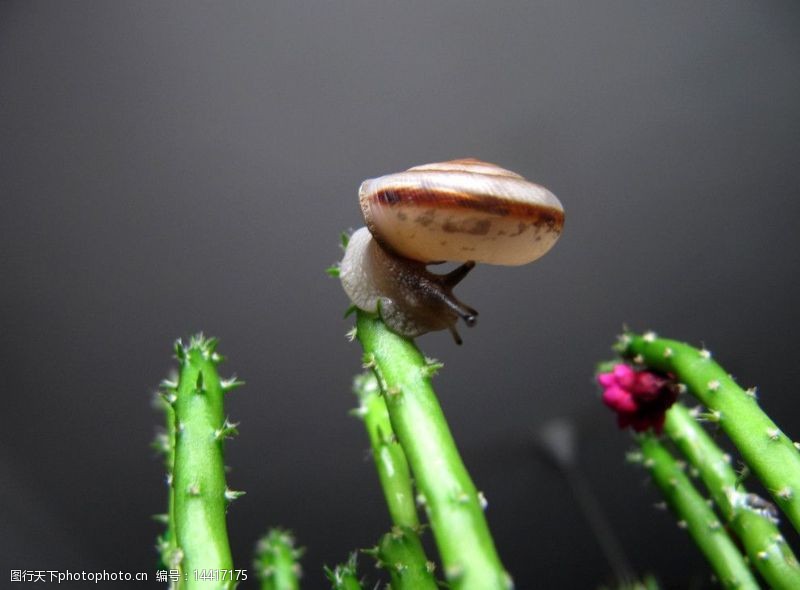 蜗蜗仙人掌上的小蜗牛图片