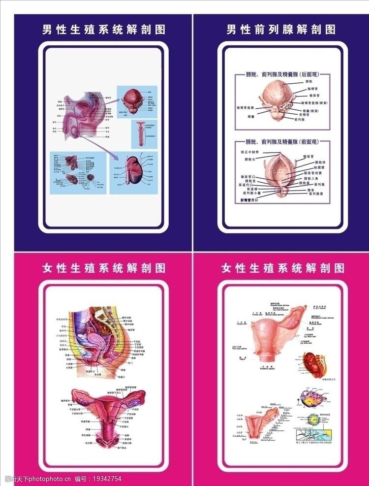生殖系统图生殖剖析图图片