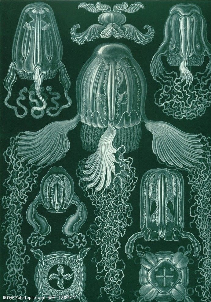 印刷术海洋生物图片