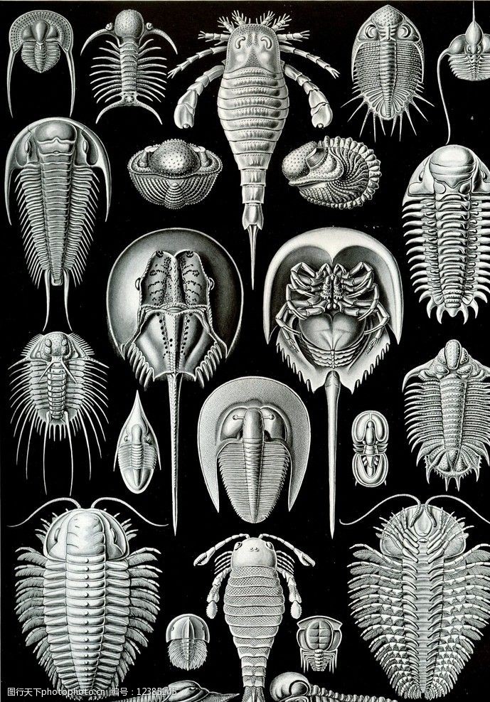 印刷术海洋生物图片