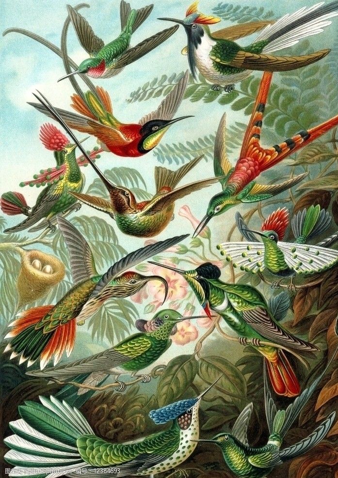 印刷术鸟类图片