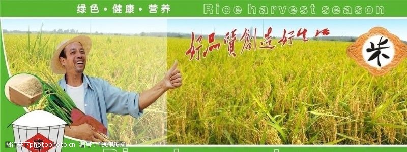 稻米大米稻谷图片