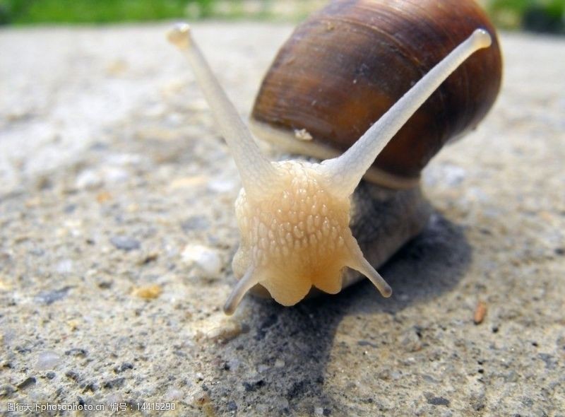蜗蜗在水泥地上爬行的蜗牛图片