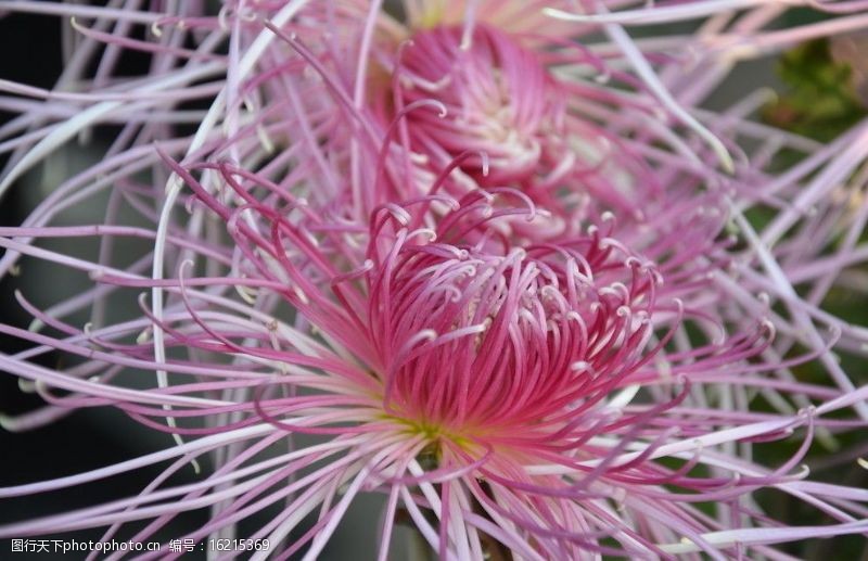 粉色系列菊花图片