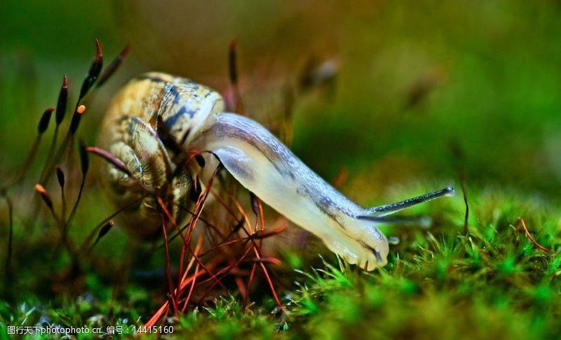 蜗蜗草地蜗牛图片