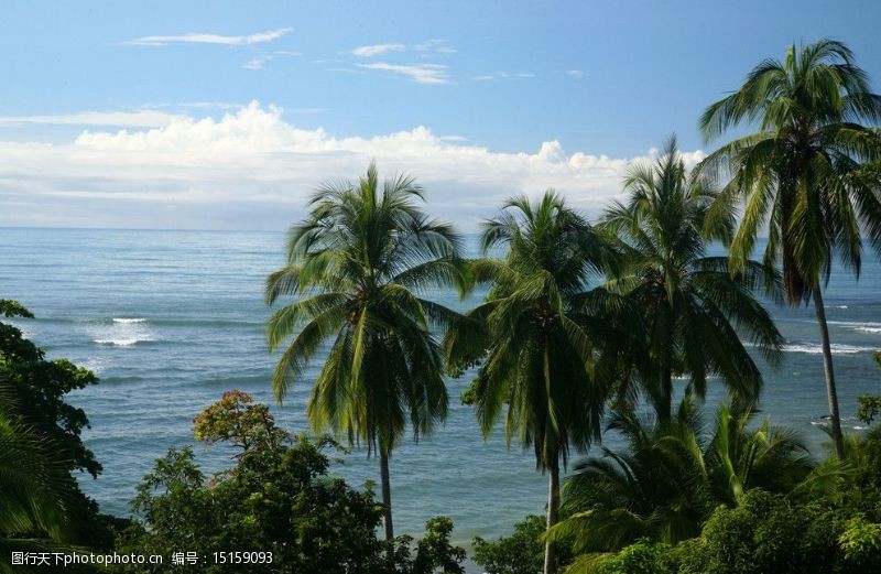 绿化带热带旅游海边椰子树图片
