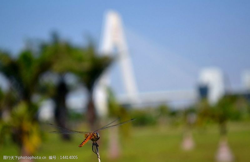 世纪大桥蜻蜓小憩图片