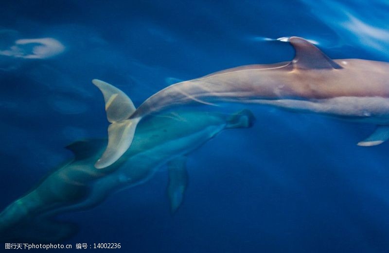水中游弋可爱海豚图片
