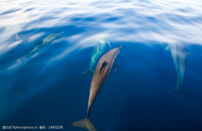 水中游弋可爱海豚图片