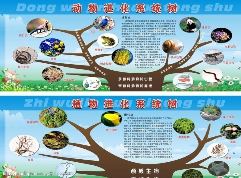 植物进化系统树图片免费下载 植物进化系统树素材 植物进化系统树模板 图行天下素材网
