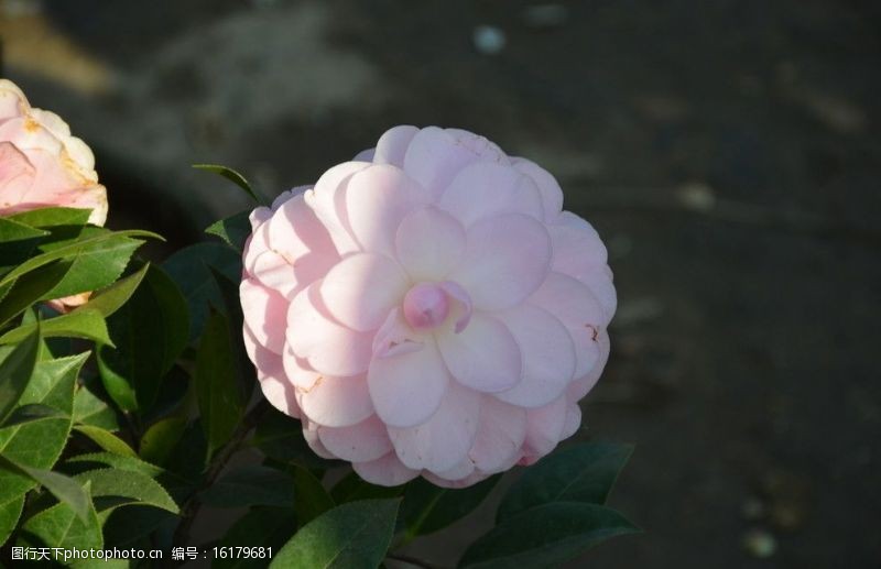 粉色系列山茶花图片