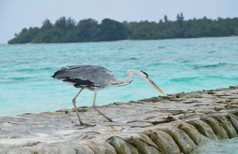 马尔代夫旅游沙滩上的海鸟图片