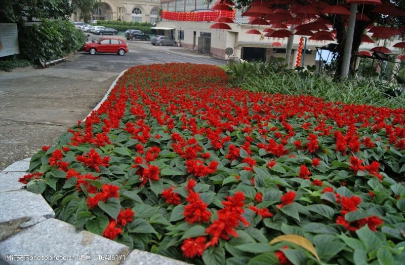 红伞园林花图片