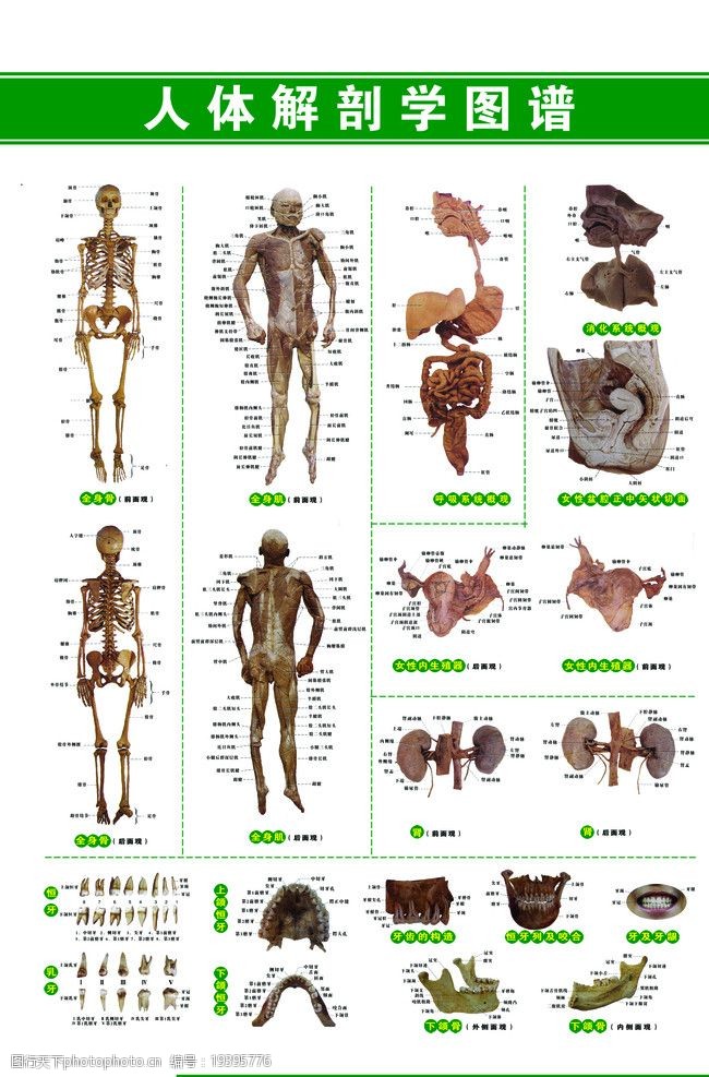 人体解剖图谱人体解剖图图片