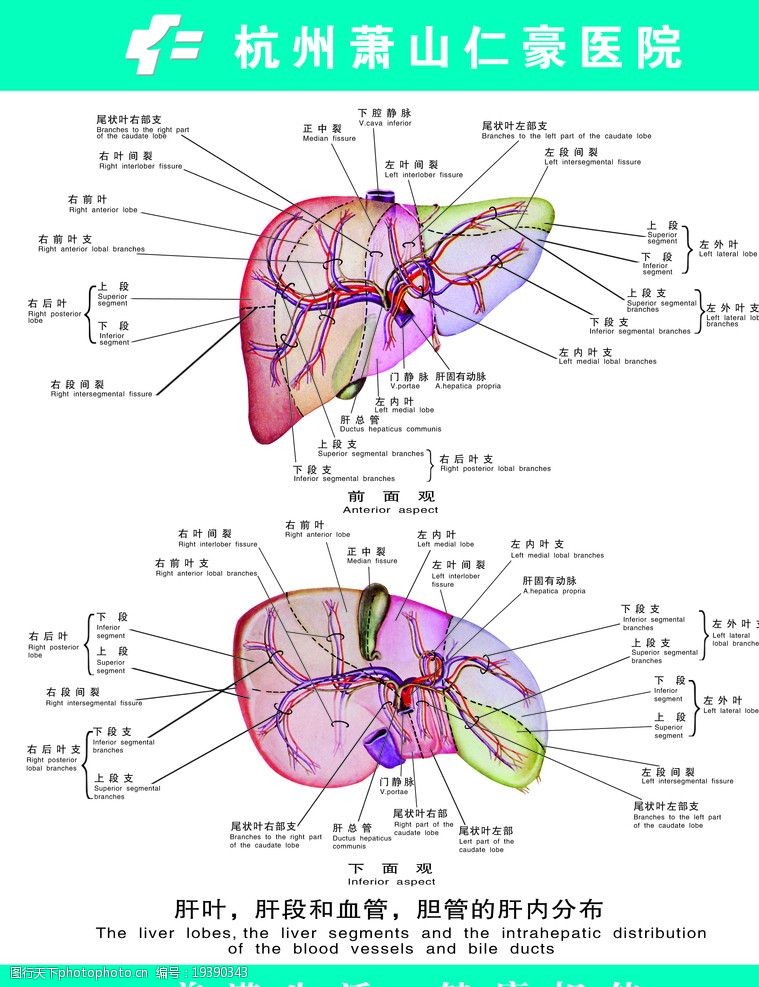 肝血肝叶胆段和血管胆管的肝内分布图片