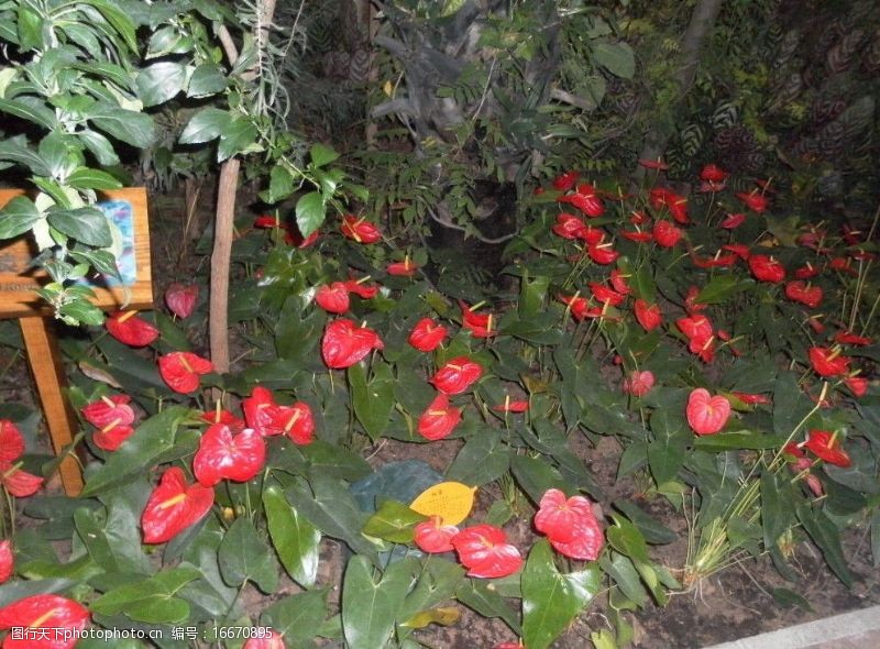 花坛植物图片
