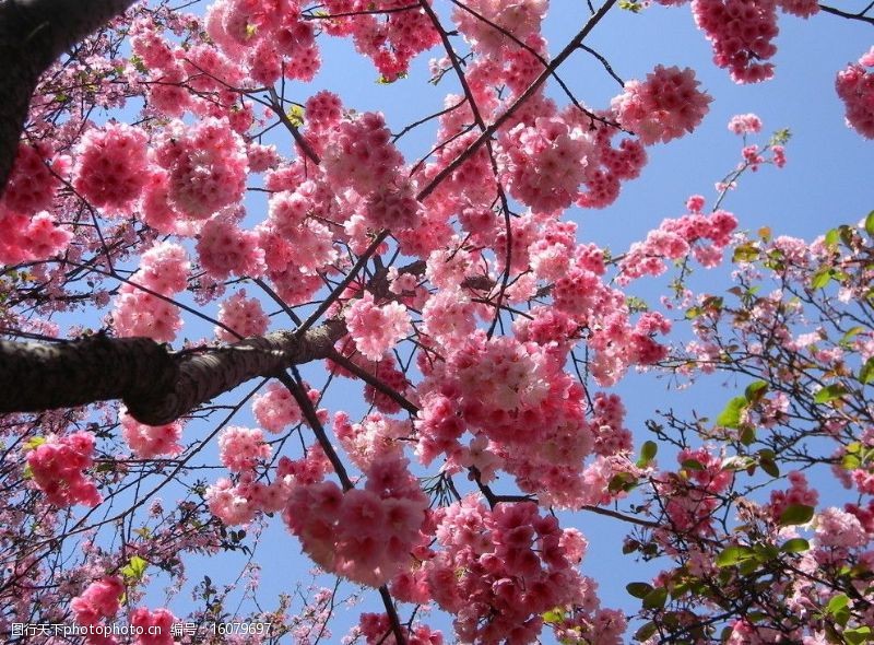 灿烂一棵樱花树图片
