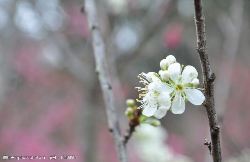 春意盎然白樱花图片