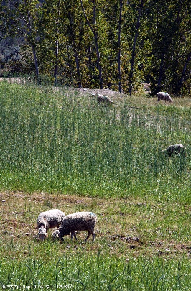 放羊草场羊群图片