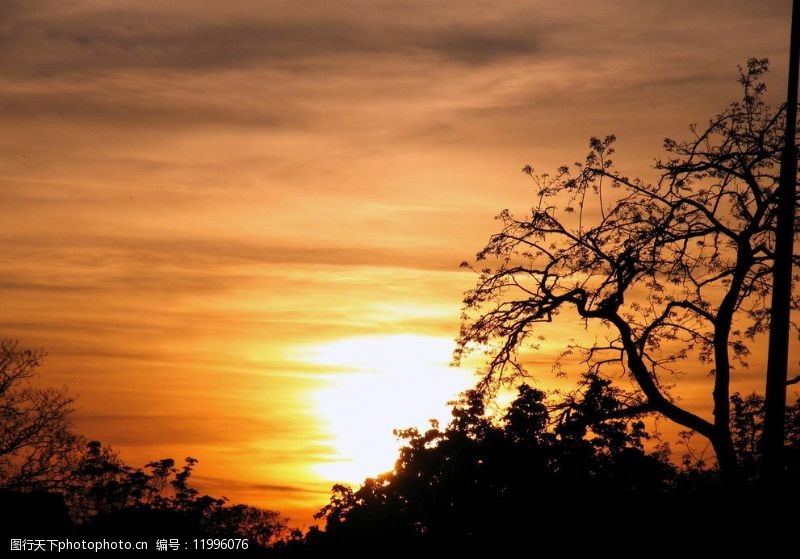 树木剪影夕阳落日图片