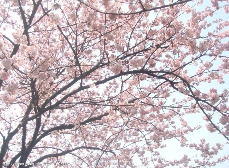 樱花烂漫美丽樱花图片