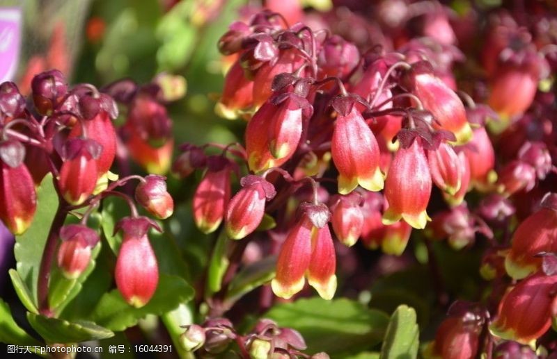 红提灯图片免费下载 红提灯素材 红提灯模板 图行天下素材网