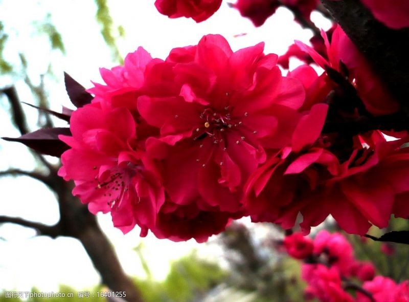 春天的风景大朵红花图片