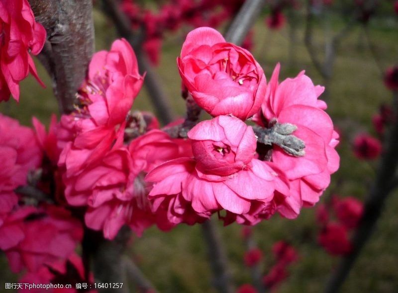 春天的风景大朵红花图片