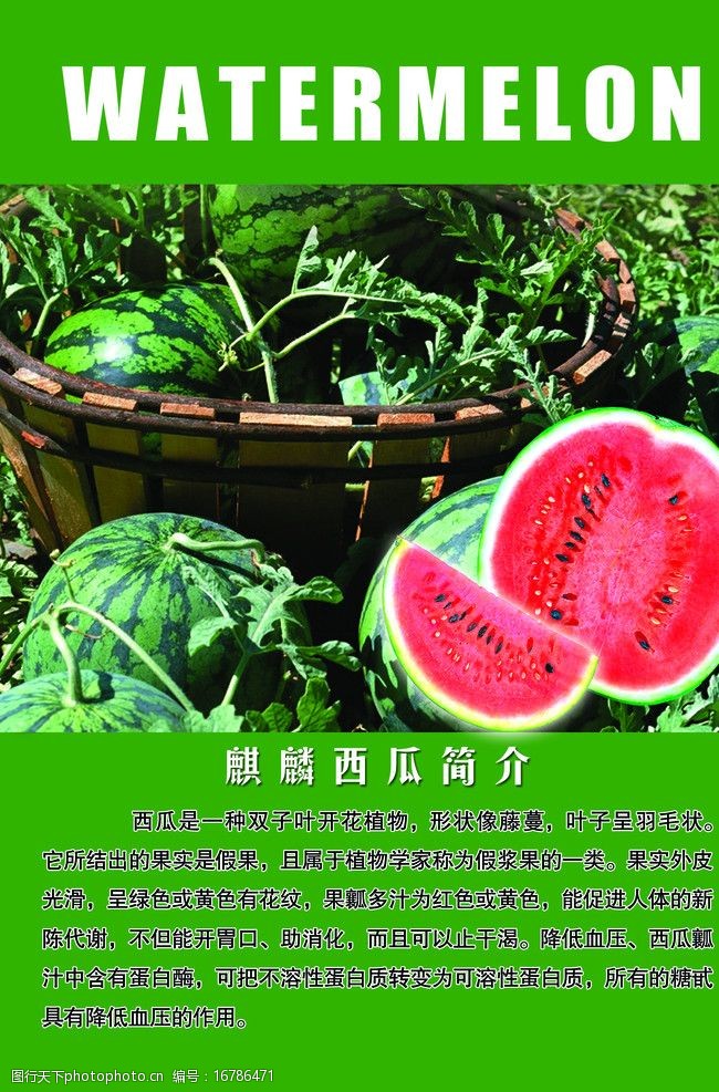西瓜简介西瓜图片