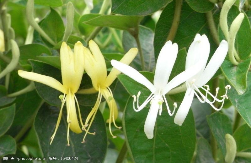 蒙山金银花平邑金银花图片