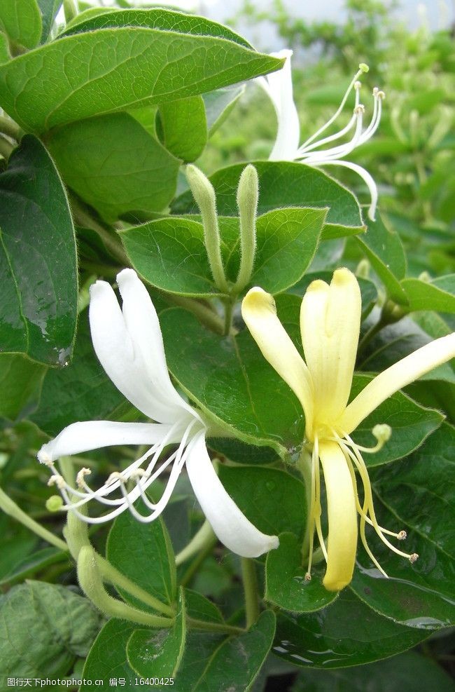 蒙山金银花平邑金银花图片