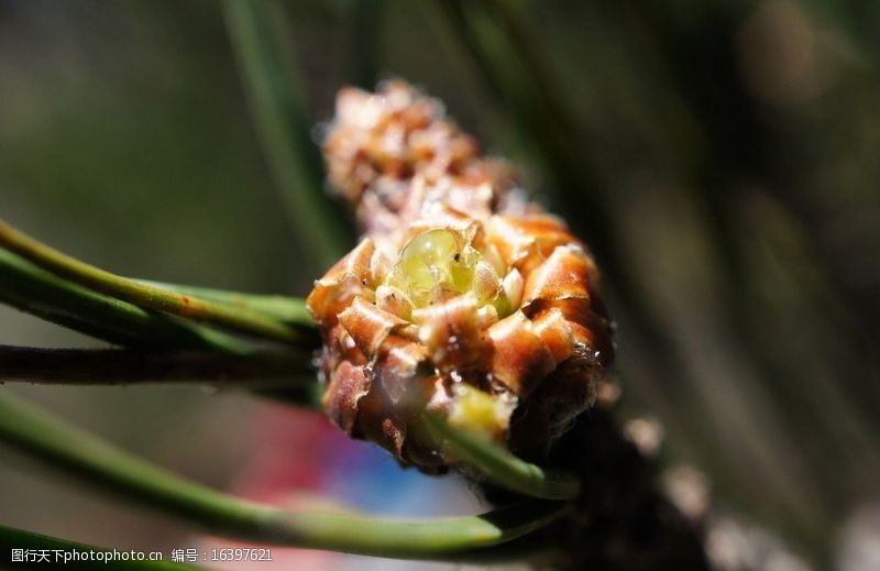 松脂高清图片第8页图行天下素材网