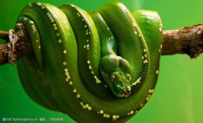 恐怖蛇图片免费下载 恐怖蛇素材 恐怖蛇模板 图行天下素材网