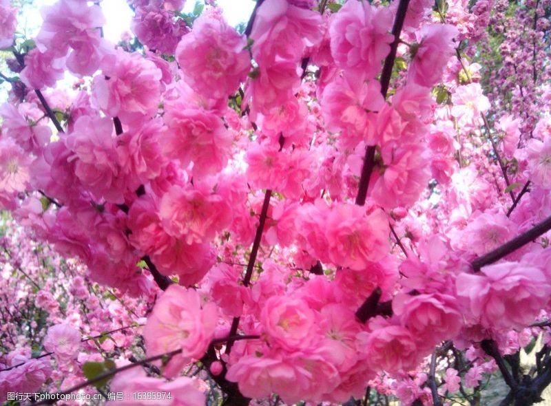 粉红色樱花樱花图片