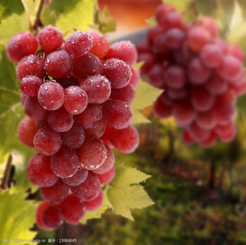 葡萄红葡萄图片