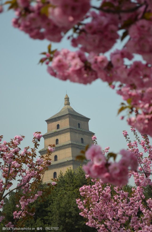 阳光下的粉色樱花樱花映衬下的大雁塔图片