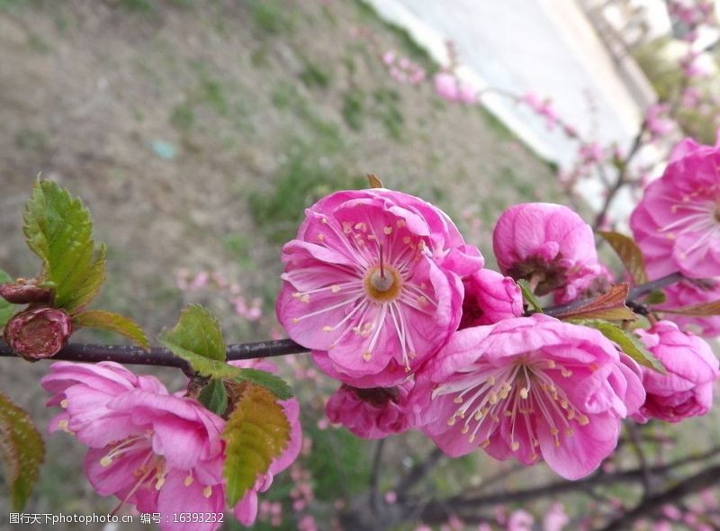 粉红色樱花樱花盛放图片