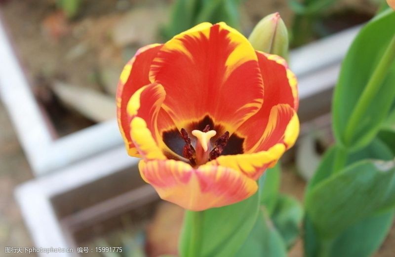 郁金香花蕊高清图片 第2页 图行天下素材网