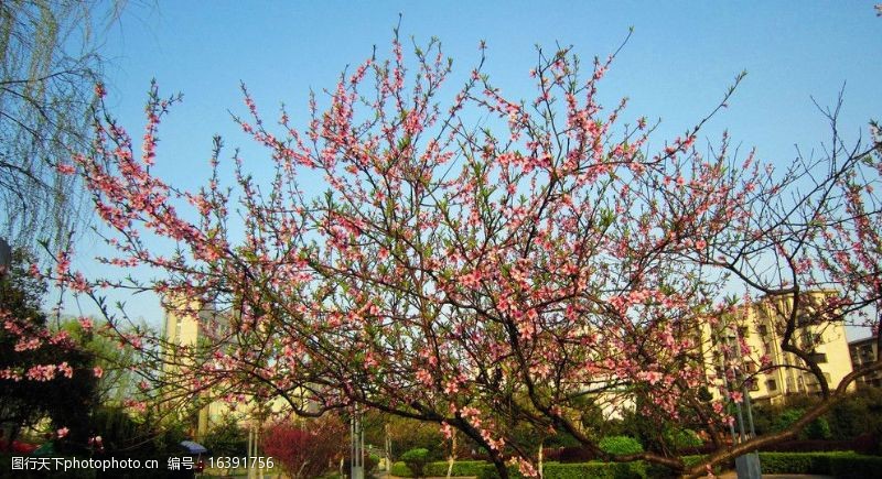 荆桃桃花树与桃花非高清图片