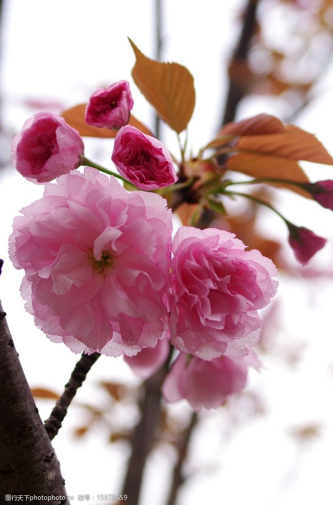 春意盎然樱花图片