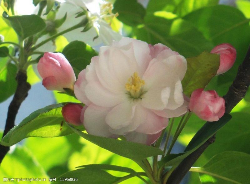 枝条海棠花图片