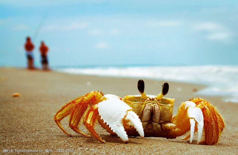 金色沙滩金色螃蟹图片