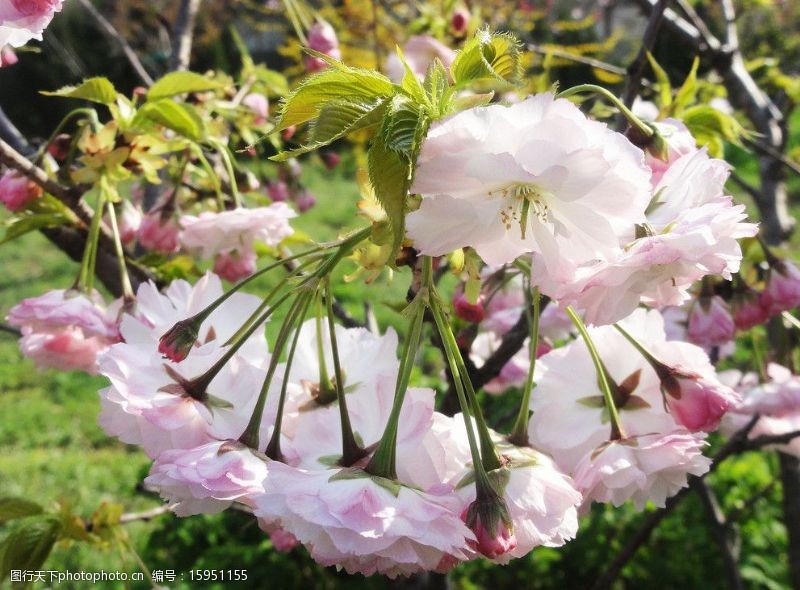 枝条樱花图片