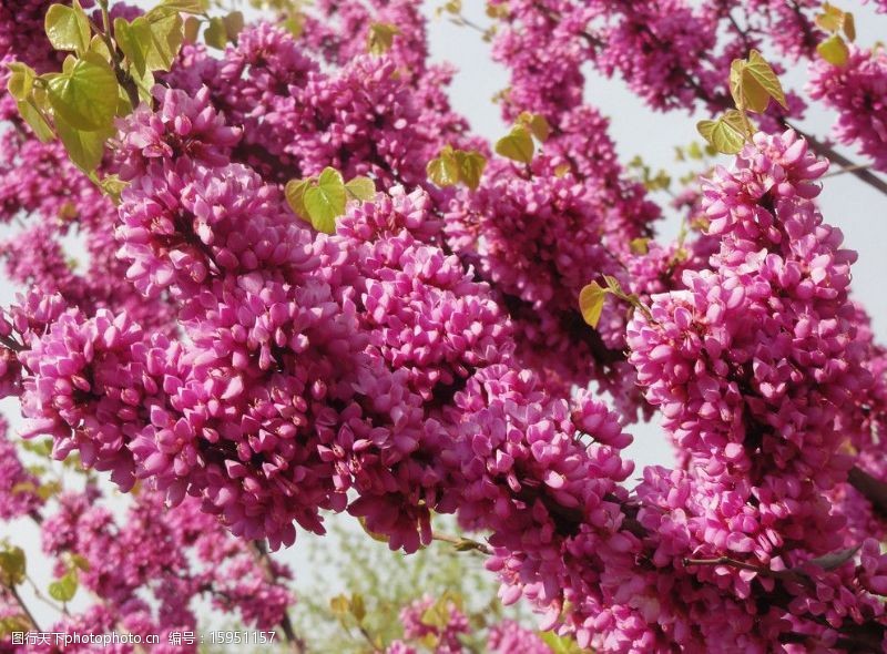 枝条紫荆花图片