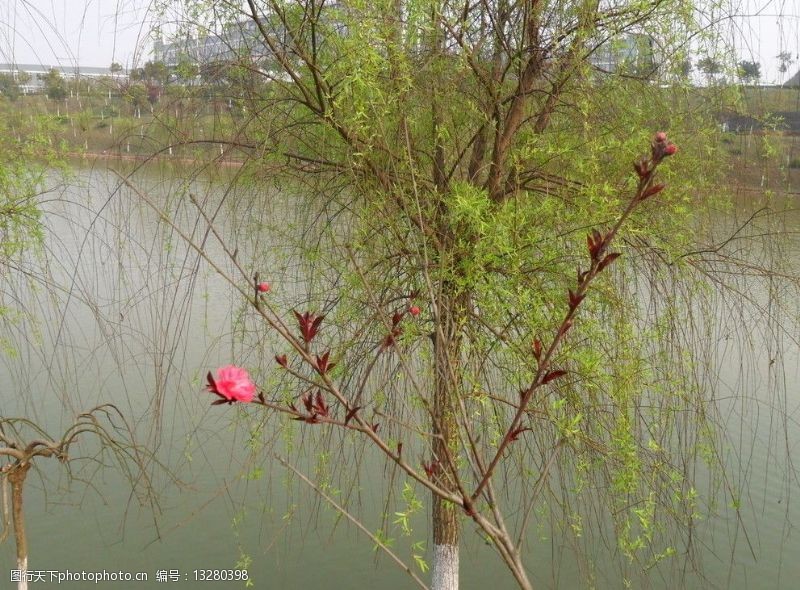 湖泊边的花朵湖边的花图片