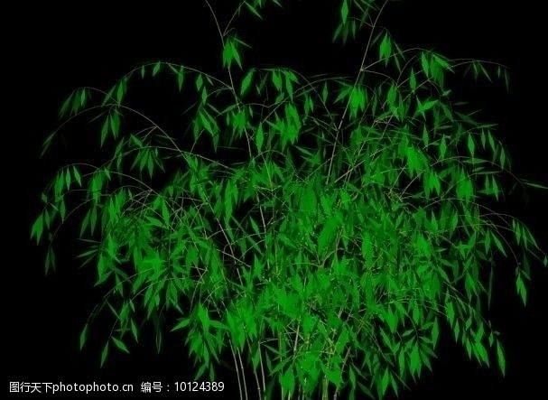 室外模型绿色竹子图片