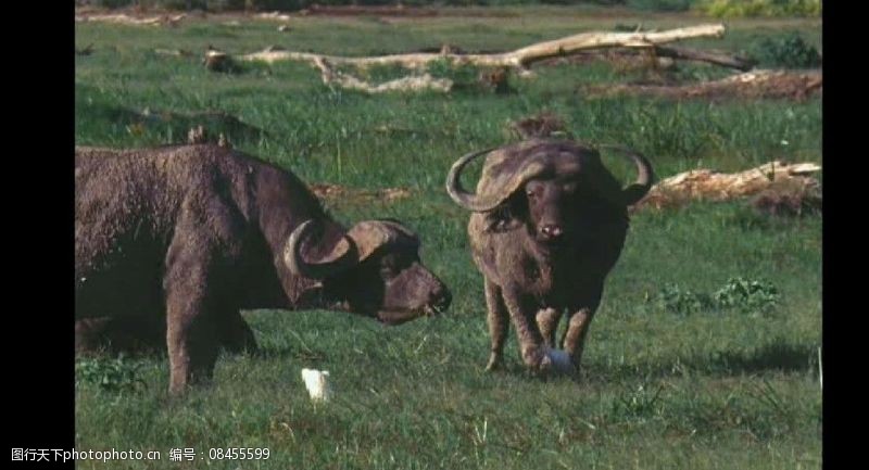 实拍水牛视频素材非洲水牛