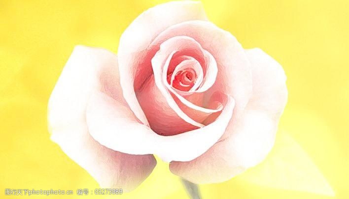 玫瑰花模板下载无框画图片